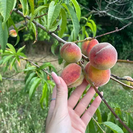 The Ozorian Hostel *