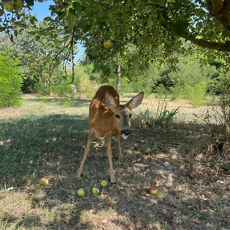 The Ozorian Хостел Ozora