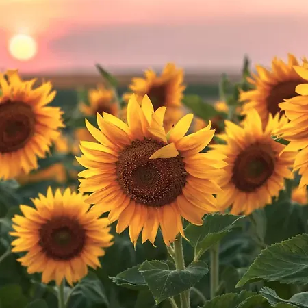 The Ozorian Hostel *