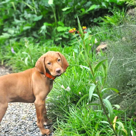 The Ozorian & Glamping *